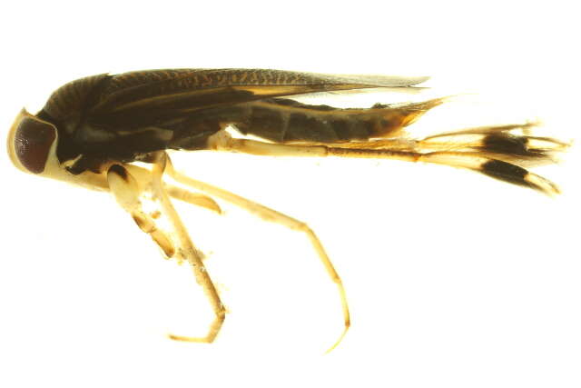 Image of Callicorixa audeni Hungerford 1928