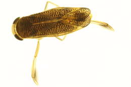 Image of Callicorixa audeni Hungerford 1928