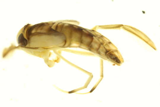 Image of Corixoidea Leach 1815