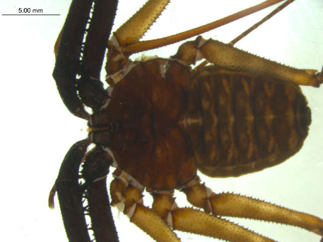 Image de Amblypygi