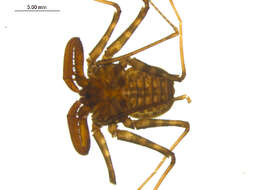 Image of tailless whip scorpions