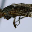 Image of Pherbecta