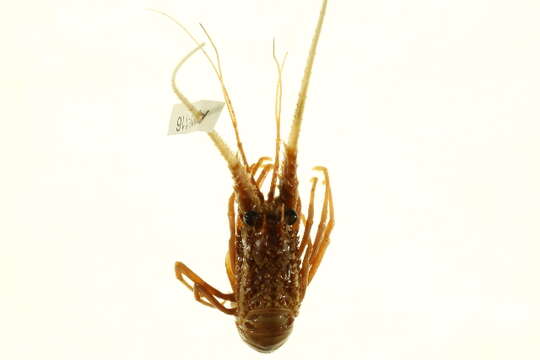 Image of Painted Spiny Lobster