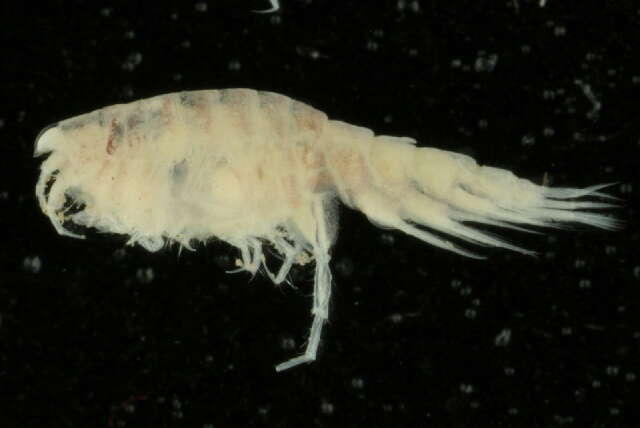 Image of Oedicerotoidea Lilljeborg 1865