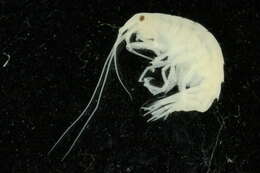 Image of Parapleustinae Bousfield & Hendrycks 1994