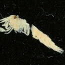 صورة Rhachotropis inflata (G. O. Sars 1883)