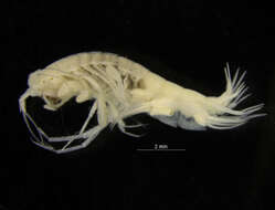 Image of Dexaminoidea Leach 1814