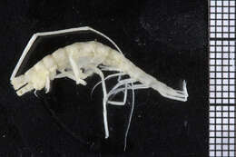 Image of Unciolidae Myers & Lowry 2003