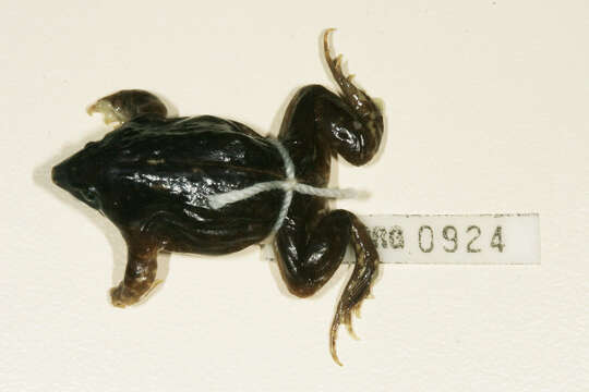 Image of shovelnose frogs