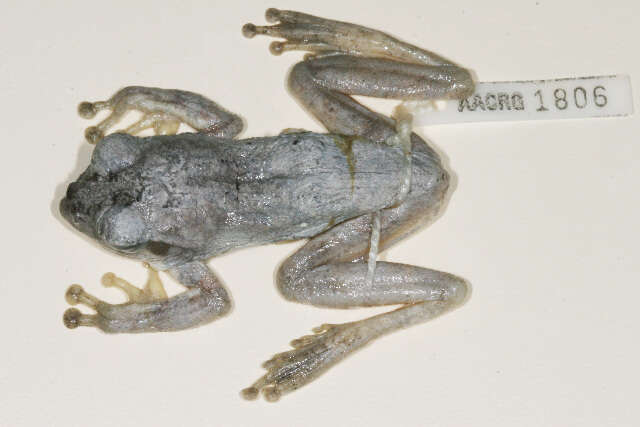 Image of Old World tree frogs