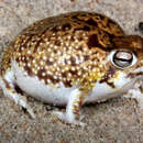 Image of short-headed frogs