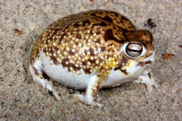 Image of short-headed frogs