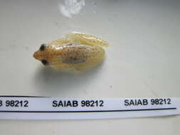 Image of african reed frogs