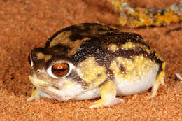 Image of short-headed frogs