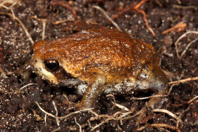 Image of short-headed frogs