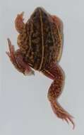 Image of shovelnose frogs