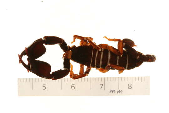 Image of Euscorpius italicus (Herbst 1800)