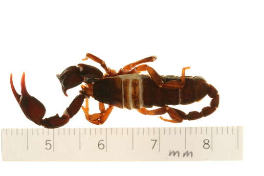 Image of Euscorpius italicus (Herbst 1800)