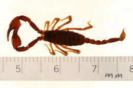 Image of Euscorpius germanus (C. L. Koch 1837)