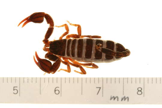 Image of Euscorpius germanus (C. L. Koch 1837)