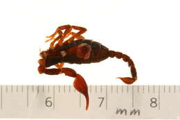 Image of Euscorpius germanus (C. L. Koch 1837)
