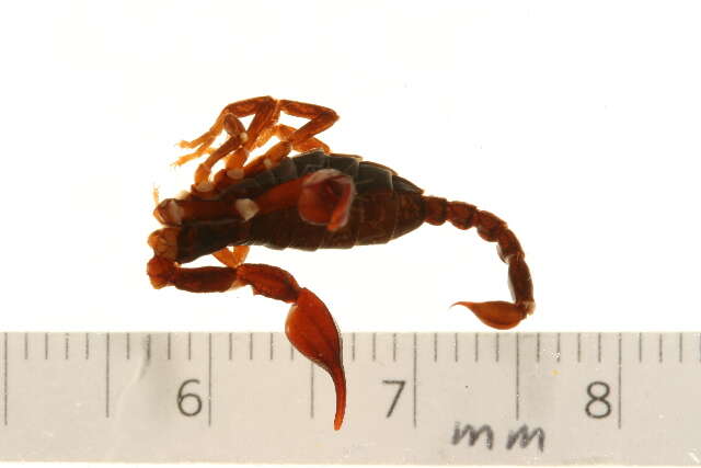 Euscorpius germanus (C. L. Koch 1837) resmi