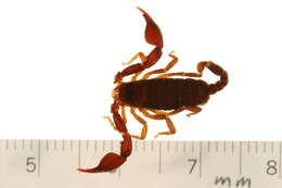 Image of Euscorpius germanus (C. L. Koch 1837)