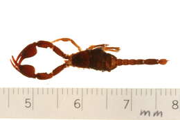 Euscorpius germanus (C. L. Koch 1837) resmi