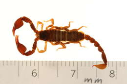 Image of Euscorpius germanus (C. L. Koch 1837)