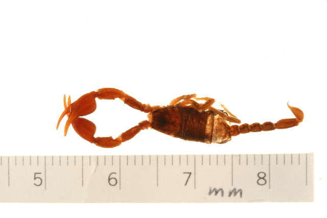 Image of Euscorpius alpha Caporiaco 1950