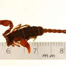 Euscorpius gamma Caporiaco 1950 resmi