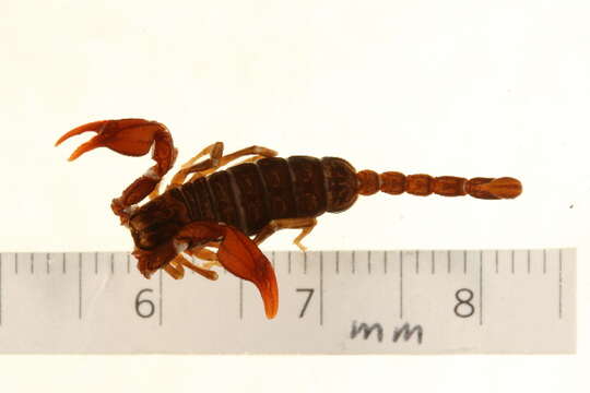 Euscorpius gamma Caporiaco 1950 resmi