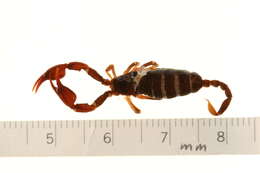 Image of Euscorpius germanus (C. L. Koch 1837)