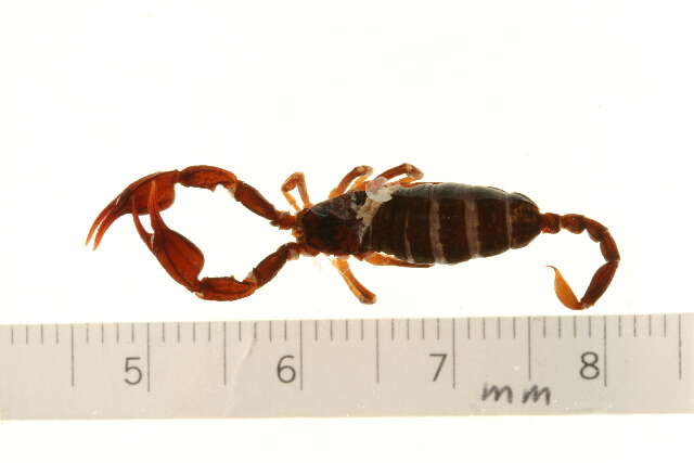 Euscorpius germanus (C. L. Koch 1837) resmi