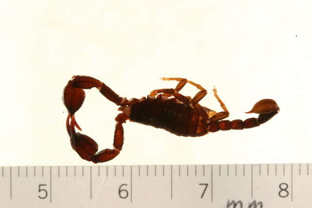 Plancia ëd Euscorpius gamma Caporiaco 1950