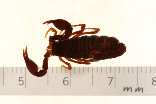 Image of Euscorpiidae