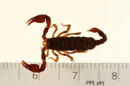 Image of Euscorpiidae