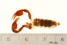 Plancia ëd Euscorpius mingrelicus (Kessler 1874)