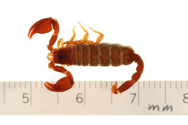 Image of Euscorpiidae