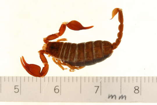 Plancia ëd Euscorpiidae