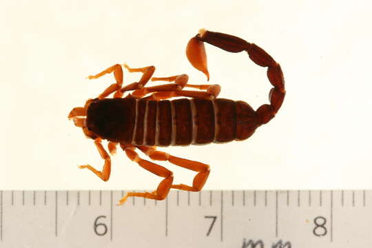 Plancia ëd Euscorpius mingrelicus (Kessler 1874)