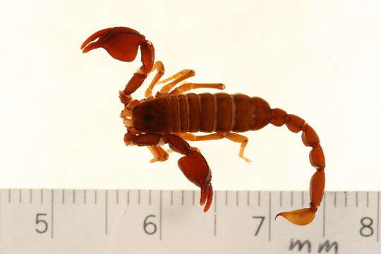 <i>Euscorpius phrygius</i> resmi