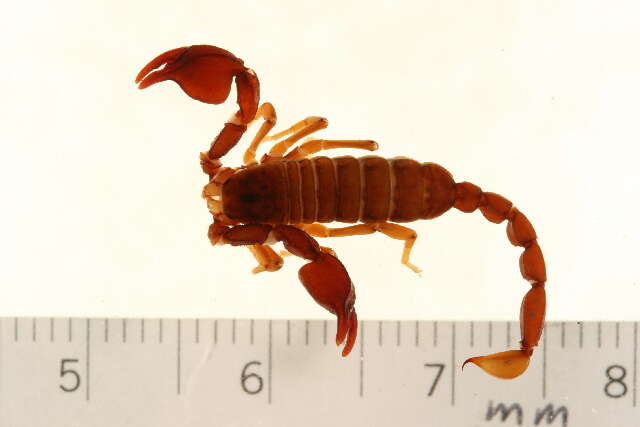 Image of <i>Euscorpius phrygius</i>