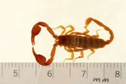 Image of Euscorpiidae