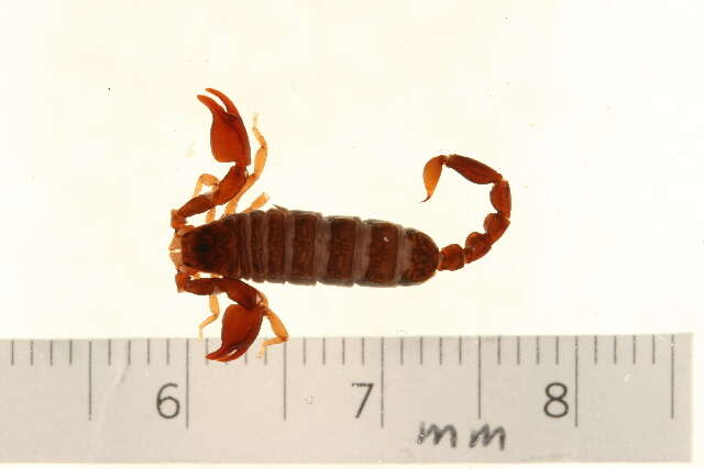 Image of Euscorpiidae