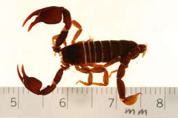 Plancia ëd Euscorpius mingrelicus (Kessler 1874)