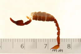 Image of Euscorpiidae