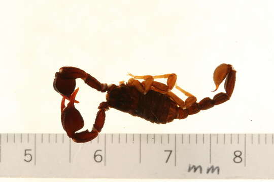 Plancia ëd Euscorpius carpathicus (Linnaeus 1767)