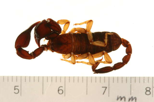 Image of Euscorpius tergestinus (C. L. Koch 1837)