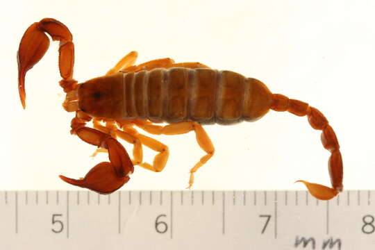 Plancia ëd Euscorpius tergestinus (C. L. Koch 1837)